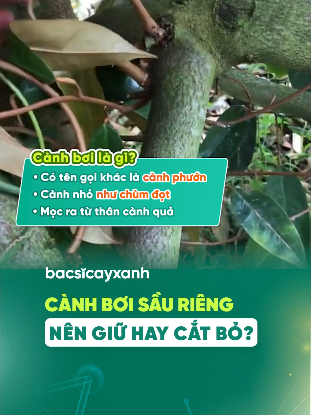 Cắt cành sầu riêng - Bí kíp vàng cho vụ mùa bội thu #catcanhsaurieng  #canhboisaurieng  #saurieng  #chephamsinhhoc  #nongnghiepbenvung  #bacsicayxanh  #trongcaycungbacsicayxanh  🤔 Cành bơi sầu riêng có tác dụng gì? Khi nào nên cắt cành sầu riêng? >> Cắt cành sầu riêng là một trong những yếu tố quyết định đến năng suất, tiêu chuẩn đầu ra và tuổi thọ của cây. Đặc biệt đối với cành bơi, nếu không biết chăm sóc và cách cắt tỉa cành sầu riêng đúng cách thì rất có thể sẽ khiến cho cây sầu riêng của bà con phát triển kém, ảnh hưởng đến khả năng ra hoa đậu trái của cây. ⭐ Tuỳ vào giai đoạn sinh trưởng của cây sầu riêng mà cành bơi sẽ có các công dụng khác nhau. Vì vậy bà con nên có cách chăm sóc cũng như kỹ thuật cắt cành sầu riêng sao cho phù hợp. >> Bà con hãy cùng BSCX tìm hiểu ngay cách cắt tỉa cành bơi để đem lại năng suất tối ưu nhé!