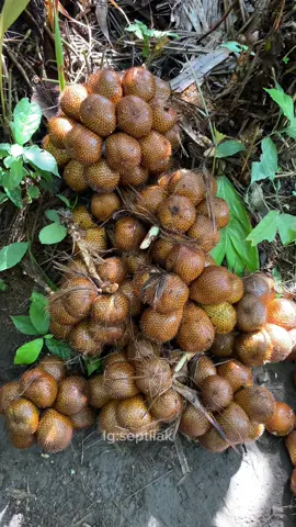 Bantu panen salak madu lagi🥰#petanisalak #salaksrumbung #petanisalakmagelang #panenbuahsalak #salakmadu #magelang24jm 