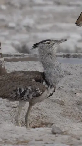 Puffed-up and proud ... even if slightly misplaced. A Kori Bustard surveys its surroundings at an Etosha waterhole #etoshanationalpark #koribustard #bustard #bird #birdwatching #puffedup #awkward #wildlife #naturephotography #namibia #africa