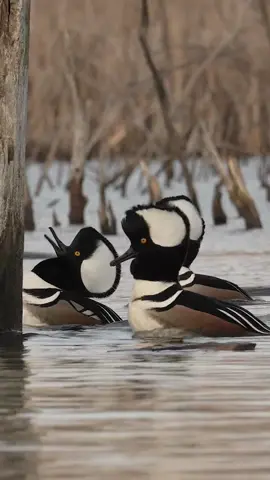 I get to capture a lot of cool stuff these days but this one is up there !! Hooded merganser getting all fired up for the lady’s !!!  - - - #duck #migration #ducks #wild #wildlife #wildanimals #waterfowl #waterfowlphotography #wildlifephotography #wildplanet #hoodedmerganser #nature #bird 