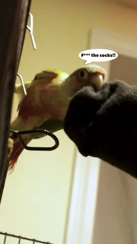 Birds dont like this… #bird #conure #pets #lol 