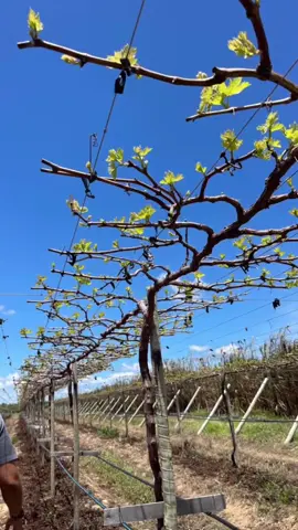 Spring is officially here.😃🍇🌱 @vanessarodriguesagro  #wineinspires #vineyard #grapevines #spring 