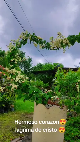 Ideas##Corazon de lágrima de cristo ###Enrredadera 😍😍 Hermoso corazón 😍😍#### mi paraíso de flores 😍##