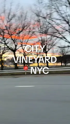 #cityvineyard #placestoeatnyc #nycresturants #citywinery #citywinerynyc #thingstodonyc #fyp 