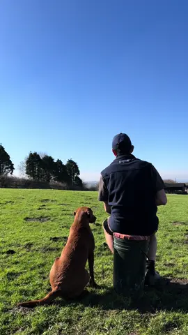 Perdy …  #labradorretriever #chocolatelab #foxredlab #yellowlab #blacklabsquad #training #teampureflax #gundogtrainer  #slingleygundogs #pickingupteam  #instavideo
