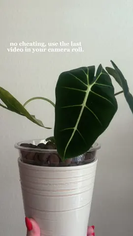 This template worked out perfect. I transfered my Alocasia Frydek to Leca, its oldes leaf is not a fan but the rest of the plant is holding on and I have new growth coming in. #alocasia #plantmom #plantsoftiktok 