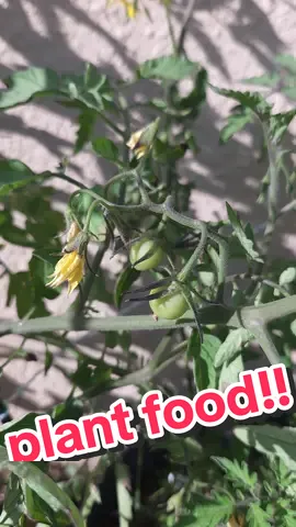 Without simple plant solutions, all-purpose, plant food. I wouldn't have nearly as many tomatoes as I do right now. In Florida zone 9BI went from 3 to about 14 tomatoes since I started using this plant food once a week. #PlantTok #plants #garden #gardening #florida #homegrown 