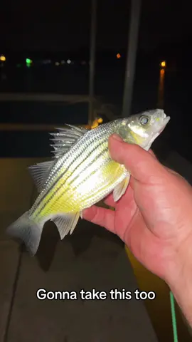 First fish first meal part 280 #fyp #catchcleancook #beardedfisherman #fishing #fish 
