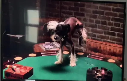 Hahahaha looks like something a dog I know would do! #CapCut #pomeranian #dogsofttiktok #naughtydog #funny #viral #howtoloseaguyin10days #bestmovie #katehudson #matthewmcconaughey #chinesecrested 