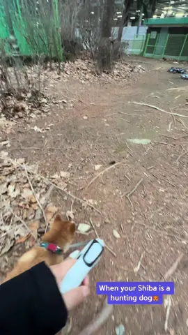 Everyday hunting birds and mices in the parks of Korea😂😂😂 #hunterxhunter #dog #shibainu #сибаину #охотничьясобака #рек #хочуврек #лучшийдруг 
