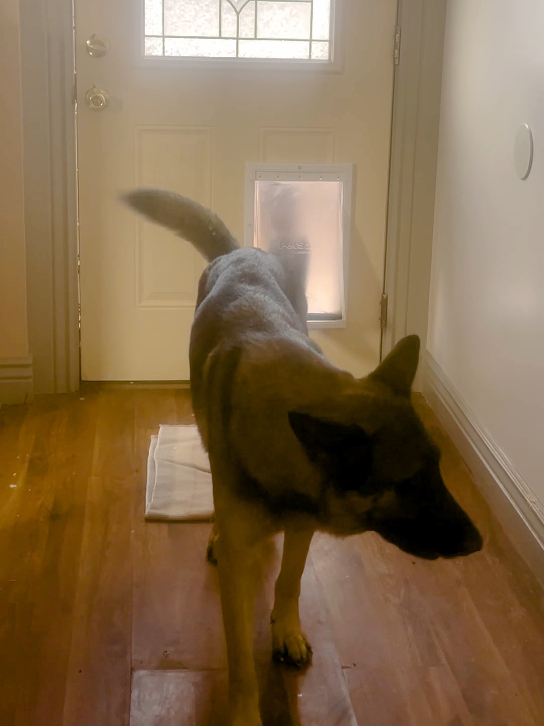 When your dogs bring home a friend 🐶🦌😅 #ViralHog #FunnyDogVideos #OhDeer