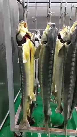 #sturgeon #caviar 