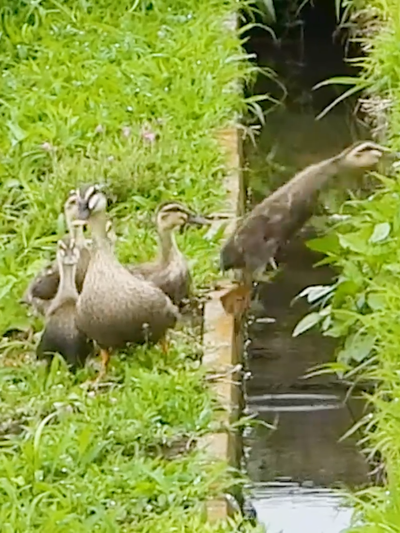 Five Little Ducks. duckling's adventure #animals  #wildlife  #duck  #ducklings  #bird