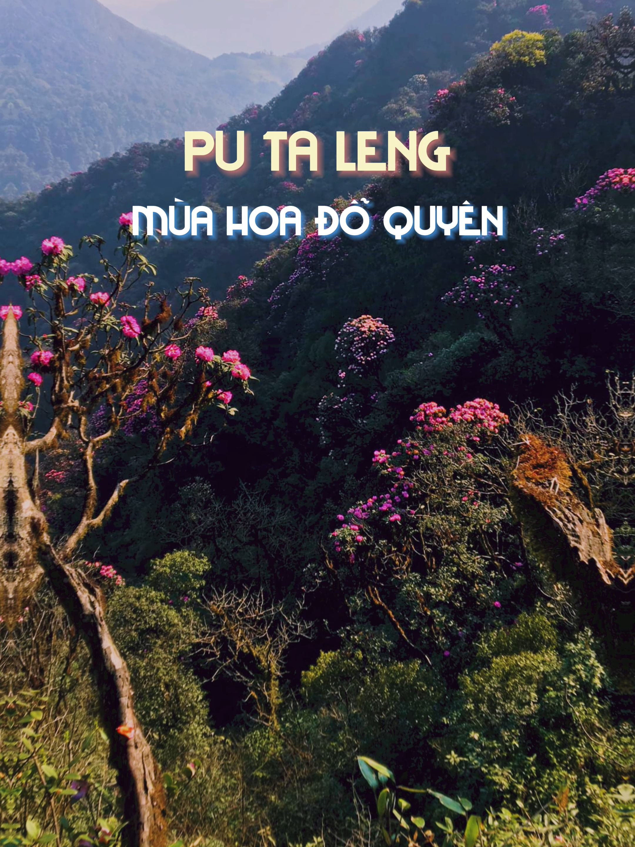 Mùa hoa đỗ quyên tại Pu Ta Leng đẹp như thế nào? #Viettrekking #trekking #Putaleng #trending #viral #hotrend #xuhuong