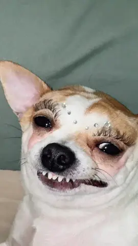 Không ai khác ngoài emmmm…🐶 #dautay #dogsoftiktok #fyp #funny  