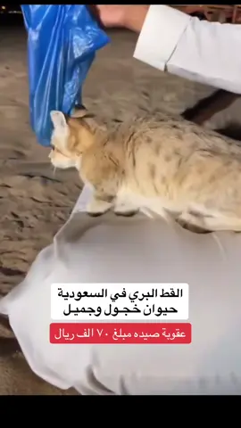 القط الرملي في صحراء السعودية  #fyp #foryou #explore #foryoupage #viral 