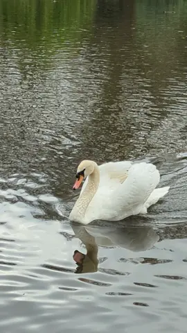 Swan coming in hot at St. James Park! That swan thought a food handout was happening! #stjamespark #travel #fyp