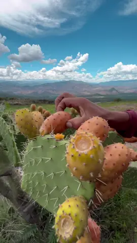 Conoces la Tuna🌵
