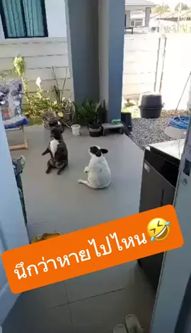 แมนหยังอีกน้อ มาลักเต้นอยู่หลังบ้าน🤣🤣🤣🤣 #ไพลินหมาอ้วน #ทับทิมหมาอ้วน #หมาอ้วน #หมาน่ารัก #หมาเต้น #หมาแสนรู้ #คนรักหมา #เฟรนช์บลูด็อก #เทรนวันนี้ #ติดเทรน #ติดกระแส #ยอดนิยม #เปิดการมองเห็น #ดันขึ้นฟีดที  #อย่าปิดกั้นการมองเห็น #เต้น #นักเต้น #หางเครื่อง #หมอลํา #คลิปตลก #frenchbulldog#frenchbulldogimal 