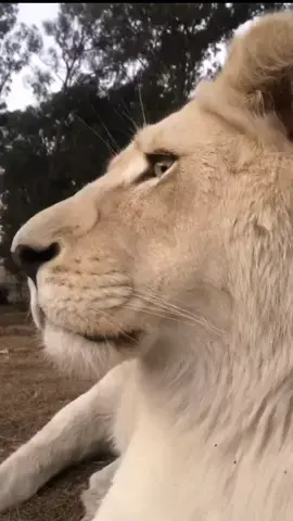 Sat with me at the fenceline Luna, joined in the chit chat with  tribe. Then she treated us to a typical big cat dramatic flop in front of her sister Snowdrop. Luna never fails to amuse.. she needs her own tv show I reckon 😆