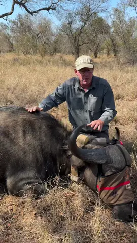 I love science! by collaring this cow we will know at all times where the herd is and the Mozambique Wildlife Alliance crew can mitigate the conflict they cause! #buffalo #animal #wow #wildlifeconservation #fyp #ivancarter #reels__tiktok #makingadifference #video