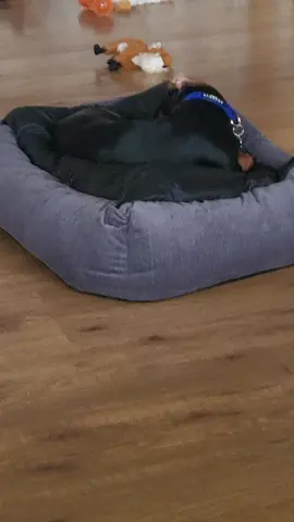 I think my dog is broken 🤣🙈