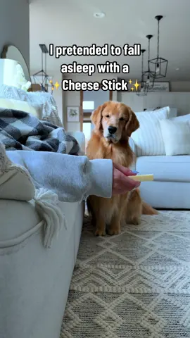 Will Tucker pass the cheese test?! 🧀 IB: @Sunday. ✨The Golden Retriever 