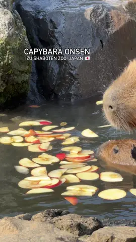 cute day trip from Tokyo! ❤️ welcome to the good life of these cozy capybaras in Izu, Japan 💆🏼‍♀️🍎🇯🇵 It’s their winter tradition (from Nov to April), you can see cute capybara in their own open air bath (10:30 am & 1:30 pm).  they even make them extra special with additions like pineapples, lavender, and strawberries 🛁🍓 the season finale on Apr 6 & 7 will be Sakura 🥹🌸 the zoo itself is picturesque, and has so many activities and cute creatures too.  we took a train from Tokyo to Ito station (JR Odoriko limited express, about 1.5 hours), and then caught a bus 🤗 📍 Izu Shaboten Zoo, Ito, Japan  #capybarasofinstagram #capybaralove #capybaralife #capybaraonsen #japantravels #japantraveldiaries #japantraveldiary #travelgram #visitjapan #japantrip 