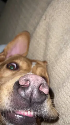 I love her little teefs 🦷🐶🥰 #dog #dogsoftiktok #dogmom #dogdad #puppylove #sleepy #mygirl