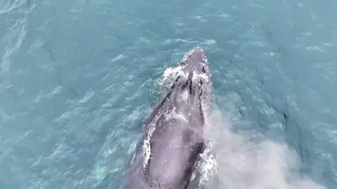 The day before our wedding we stood outside on a cliffside looking across the ocean when Hayley spotted a big spray about a mile out. I grabbed my drone and took the gamble to see if I could make it out to capture this stunning animal.  Battery almost dead and way out further than I thought. Suddenly the whale appeared.