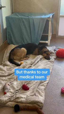 Odie came to us from Fresno through our Regional Rescue Transport with a painful leg injury but thanks to our medical team, he's feeling way better! This friendly boy loves to snuggle, go on short walks, and hangout with friendly dogs. Despite being a tripod, Odie doesn't let that stop him from keeping up with his doggy friends. Now, he's all set for a new beginning and is looking for a loving home! Could it be with you? Visit hssv.org/dogs to meet him! #adoptdontshop