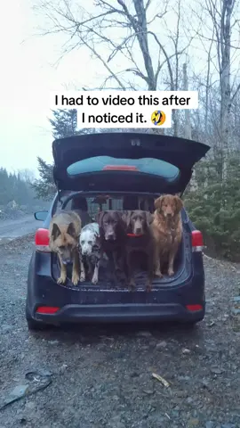 This was SO funny. 🤣 #dogwalker #dogs #cutedogvideos #viraldogs #cute #pettok #fyp 
