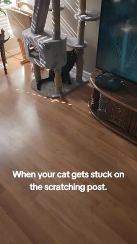 #fyp #blackcatsoftiktok #idiot 