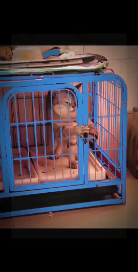 A clever cat can open the cage door by itself. 2024.2.6