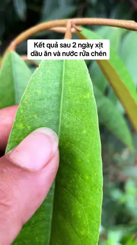 #LearnOnTikTok #saurieng #nhệnđỏ #Dầuăn #nướcrửachén 