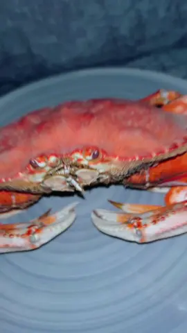 Not Mr.Krabs mad he finna get ate🙄😭 #crab #crablegs #crabtok #crabrangoon #crabber #fyp #fyppppppppppppppppppppppp #fypage #fypシ゚viral #mukbang #Foodie #foryou  @AaronMichelle🩷 @Buldakbabes 