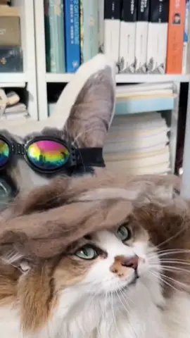 #foryou #cat #catlover #petlover #catsoftiktok #petcare #pettools #petcats #funny  #foryoupage #petsupplies #fypシ 