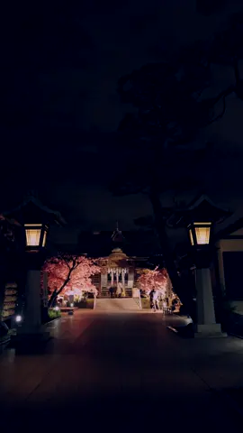 桜神宮の記憶。ただ美しかった。 2024/03 REC #桜神宮 #河津桜 #ライトアップ #美しい #sonyfx3 #sel2470gm2 #japan #kawazuzakura #桜 