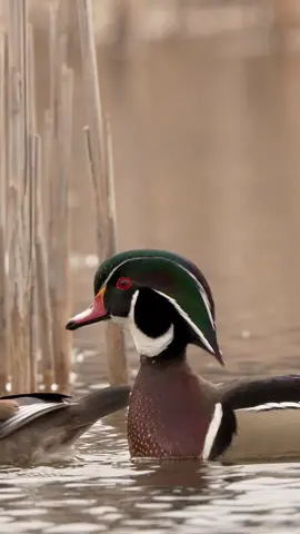 Wood duck drake strolling the marsh with his lady and looking really good doing it !!  - - - #woodduck #woodducks #duck #ducks #wild #wildfowl #waterfowl #wildlife #waterfowlphotography #wildlifeplanet #wildlifephotography 