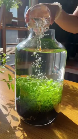 Spring is coming, come and plant your water and grass tank.#foryou #foryoupage #nature #aquariums #fishtanks 