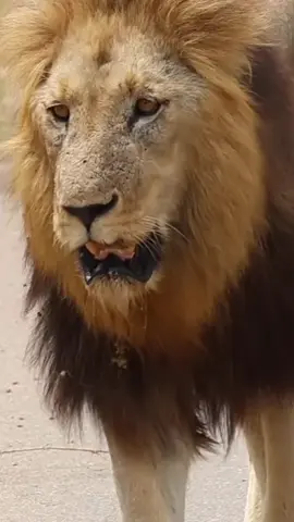 The adrenaline starts flowing when filming through an open window and the King walks past you this close. #krugernationalpark #wildlifephotography #southafrica #amazinganimals #thisisafrica #lions #closeencounter 