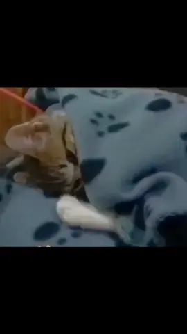 let me sleep 😂 #funny #funnyvideo #fyp #foryou #😂 #🤣 #haha 