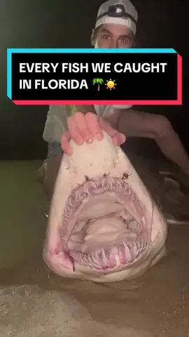 WHAT WAS YOUR FAVORITE??? #sharkfishing #florida 