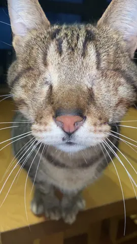 Dmitri wants to say hello to you 😻 #cats #meow #cat 