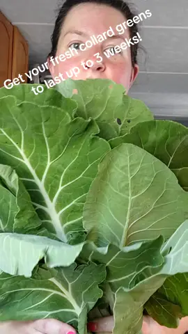 Garden hack /food hack to get your collard greens to last up to 3 weeks in the refrigerator. #hack #gardenhacks #garden #gardening #gardeninghack #collardgreens #couve #food #Foodie #preservation #foodpreservation #prepper #vegtables #greens