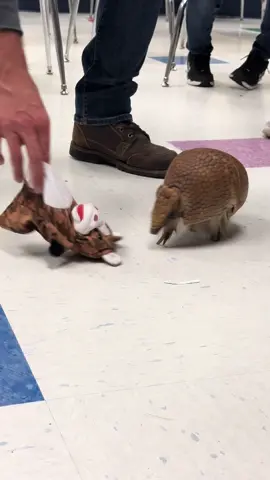 Zoo Director Josh and Cachi, the three-banded armadillo, visited Kennedy Academy for Literacy Night to read a book and talk about armadillos. It was a lot of fun, and as always, Cachi was the star of the show.  Three-banded armadillos are nocturnal, so Cachi was very active and interested in everything around him, especially this stuffed animal and Josh’s shoes.  #potawatomizoo #wildlife #aza #zoo #armadillo #threebandedarmadillo 