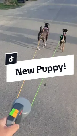 We recently added another pup to the family! We tried other dual leashes but our bigger dog would drag our small one! This one is perfect 👌🏼  #doubledogleash #newpup #rescue #doglover #dogleash #TikTokShop 