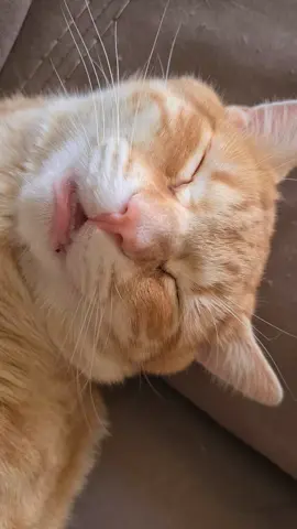 Michi Dormilón 💤 #gatonaranja #gatosgraciosos #kittensoftiktok #gatostiktok #michistiktok #miau #michi #fypage 