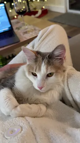 My sweet little devil girl #catsoftiktok #dilutecalico 