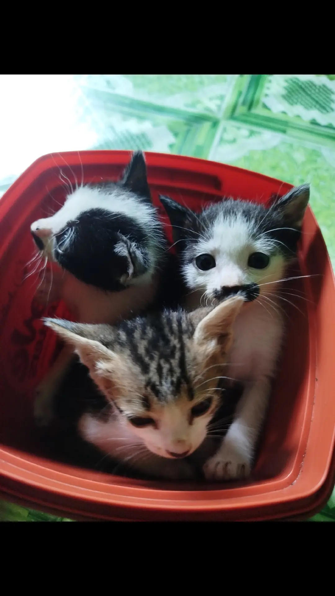 #kucing #anakkucing #babycat 
